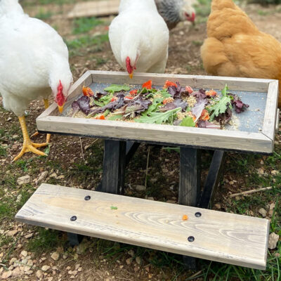 Chicken Feeding Table