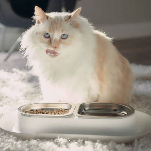 Mess-Proof Cat Food Bowls
